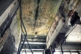 Professional Mold Removal & Remediation in East Camden, SC